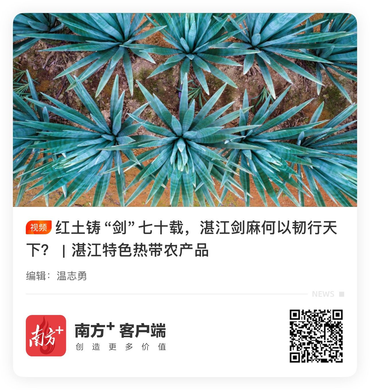 剑麻